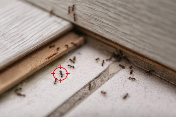 Best Residential Pest Control  in Rock Hill, SC