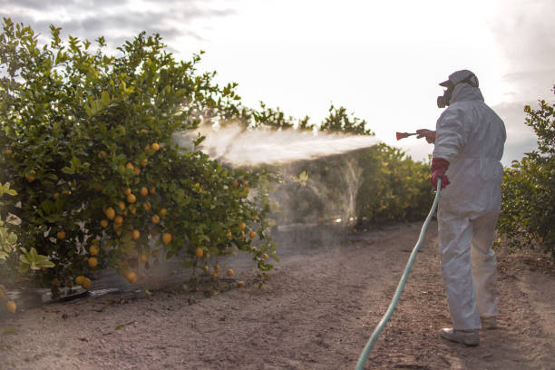 Professional Pest Control in Rock Hill, SC