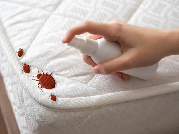 Best Mosquito Control Services  in Rock Hill, SC
